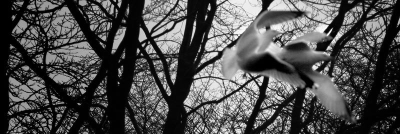 Cowl: Seagulls in St. Stephen's Green, Dublin, Ireland.