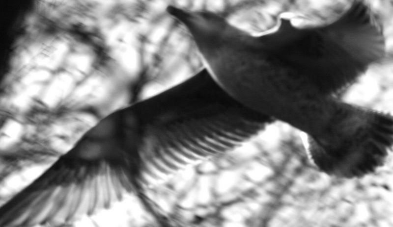 Soar: Out-of-focus seagull in St. Stephen's Green, Dublin, Ireland.
