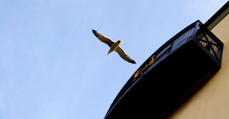 Look Up: Howth - coast of Northern Co. Dublin, Ireland.