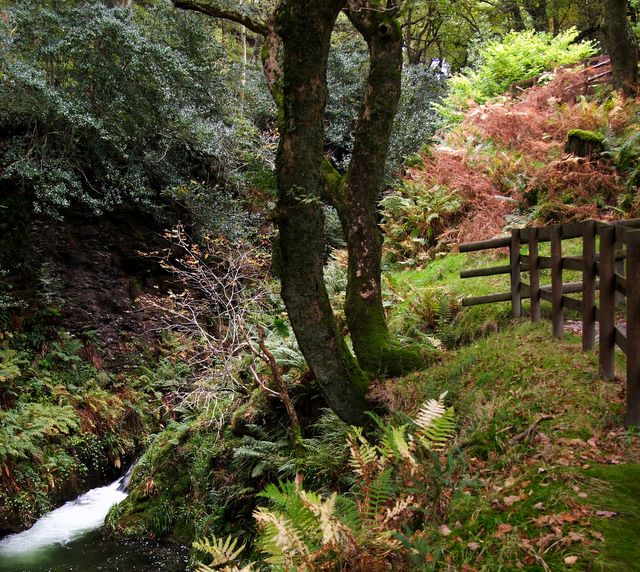 Hi-lite Pen Colours: Almost flourescent green and pink among the Autumn colours in a clearing in the woods above Glendalough.
            The stream in the foreground is from a waterfall further up, which is loudly audible at this spot.