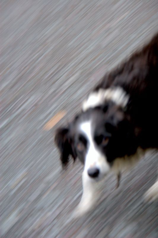 Border Collie's Personality: Someone else's dog, Glendalough, Co. Wicklow, Ireland.